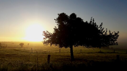 Tree sun westerwald