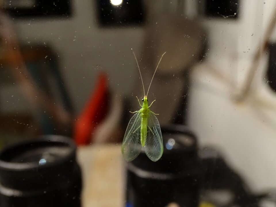 Night binoculars insect