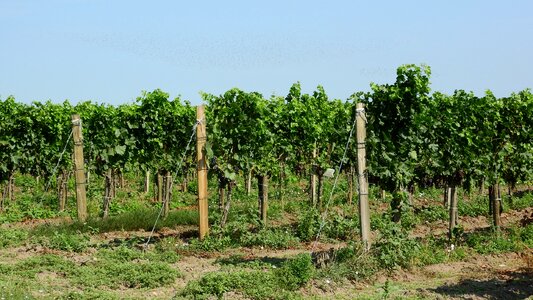 Grapevine viticulture austria