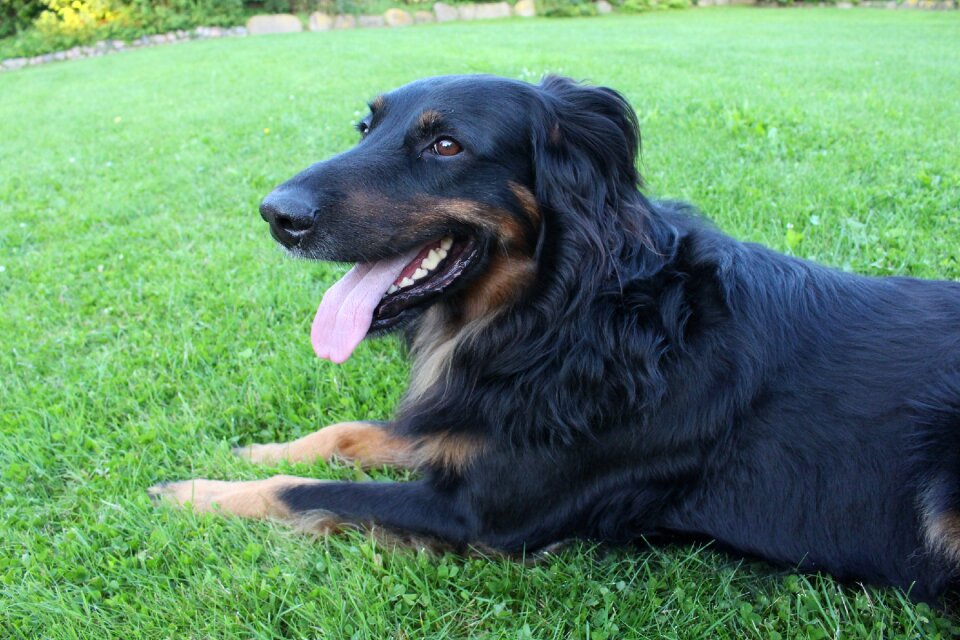 Dog hovawart animal