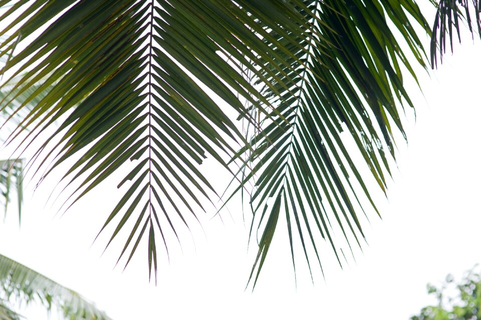 Tropical trees conifers nature