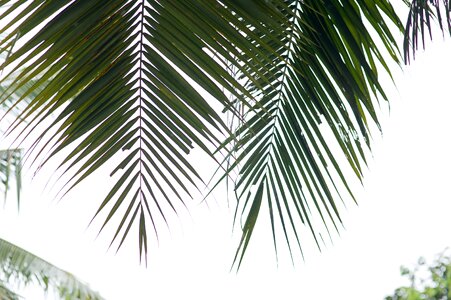 Tropical trees conifers nature photo