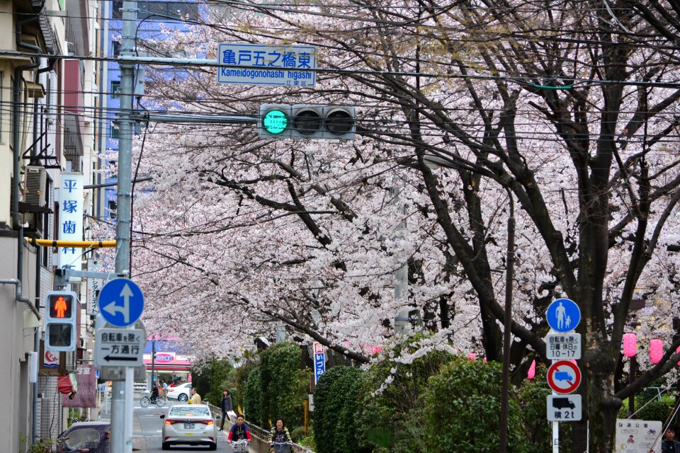 Cherry blossom full open in full bloom