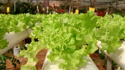 Vegetable green
