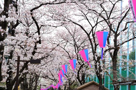 Japan cherry blossom full open