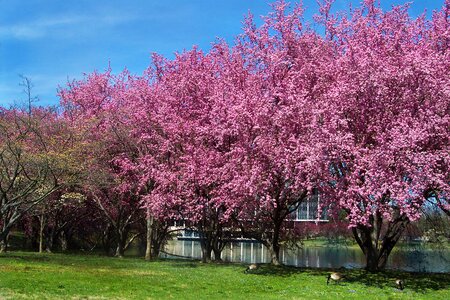 Cherry nature spring photo