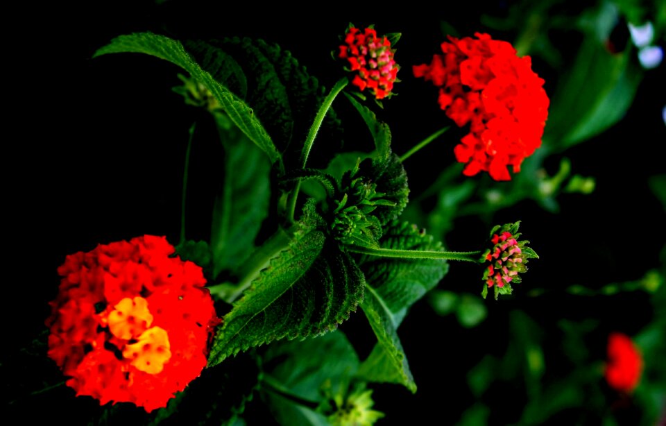 Plant garden green leaves