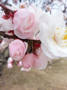 Spring peach blossom bee photo