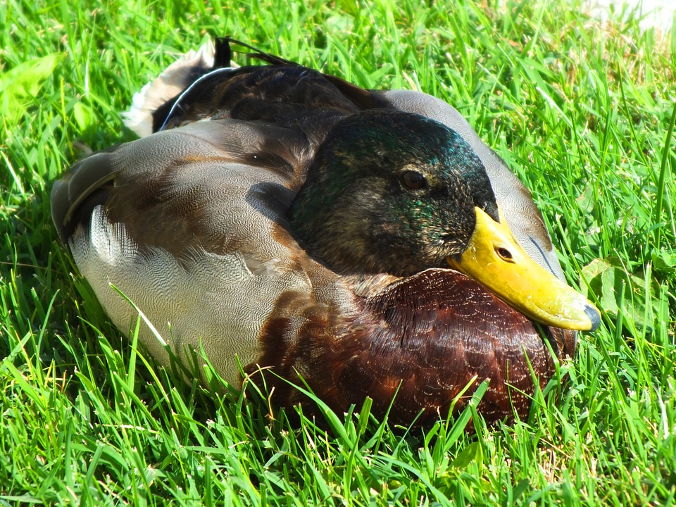 Bird wild bird poultry