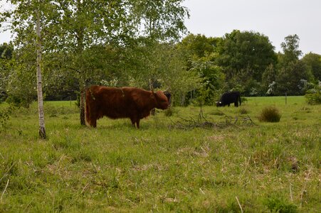 Nature cows landscape photo