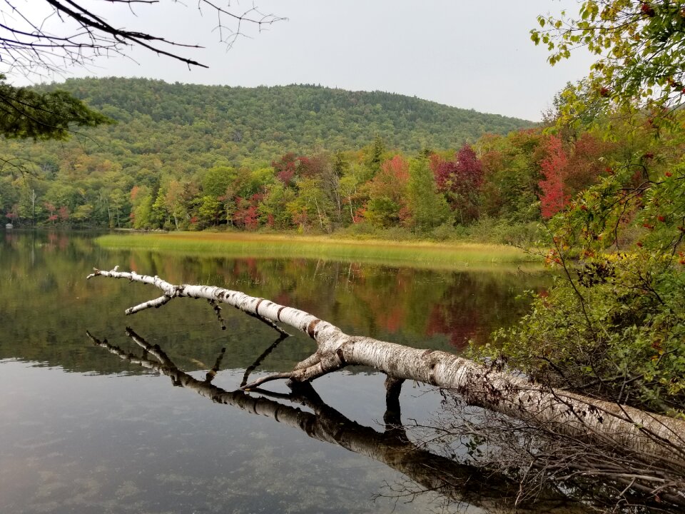 Nature summer forest