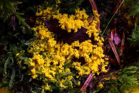 Myxomycetes yellow lohblüte fuligo septica