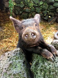 Jeju island black pig cute photo