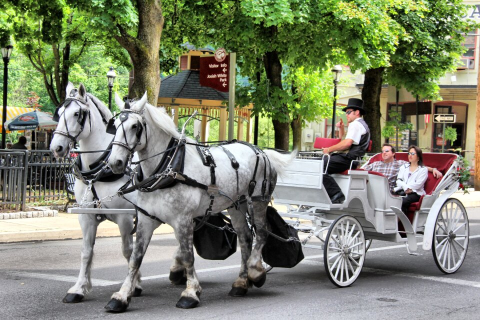 Animal travel tourism