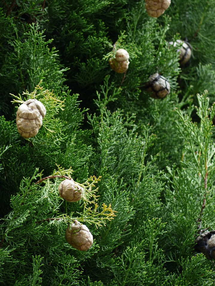 Cypress under glass cupressaceae mediterranean cypress