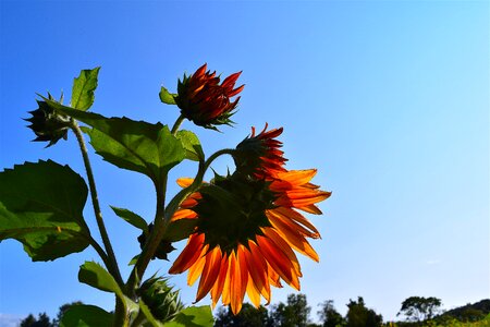 Summer garden flower plant photo