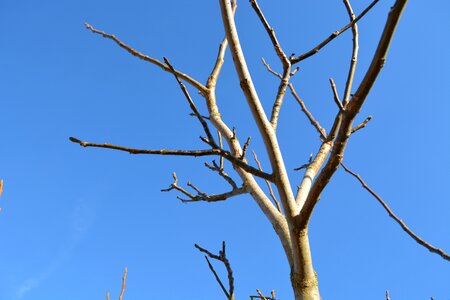 Aesthetic branches nature photo