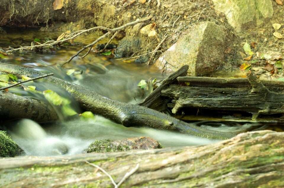 Waters forest water
