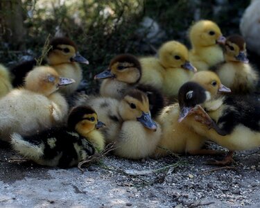 Birds small yellow