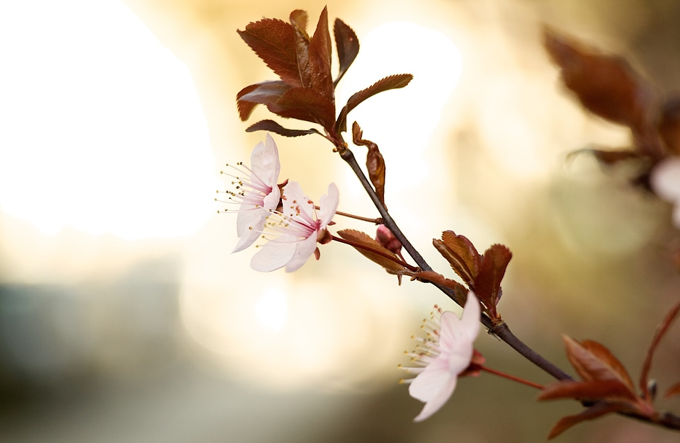 Bokeh floral plant