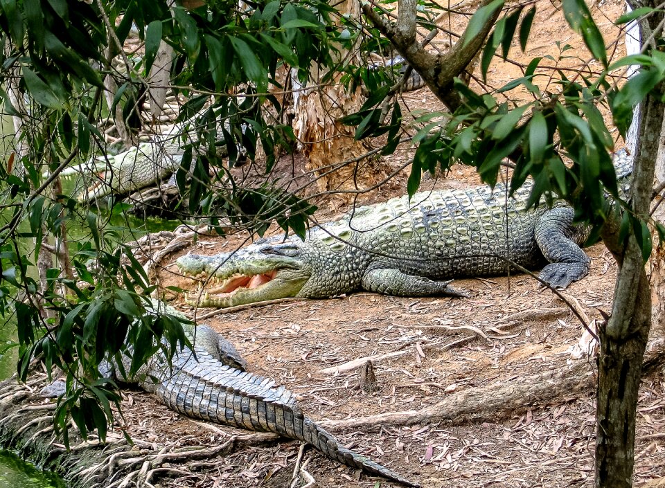 Animals reptiles cairns crockfarm