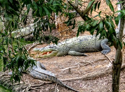 Animals reptiles cairns crockfarm
