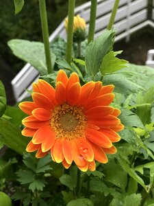 Gerbera summer orange yellow photo