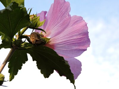 Hibiscus mallow pink photo