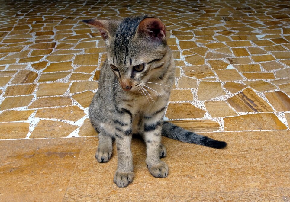 Breed bengal hybrid