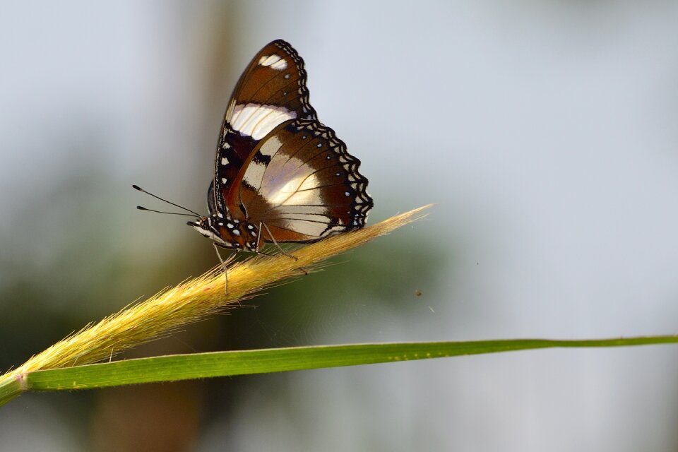 Insect animal wing