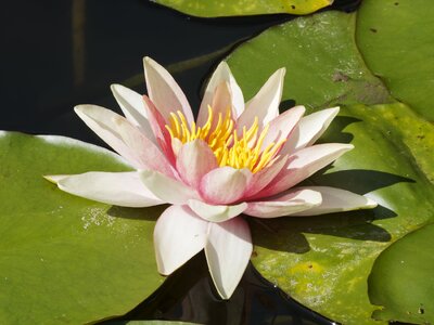 Aquatic plant water lily nature photo