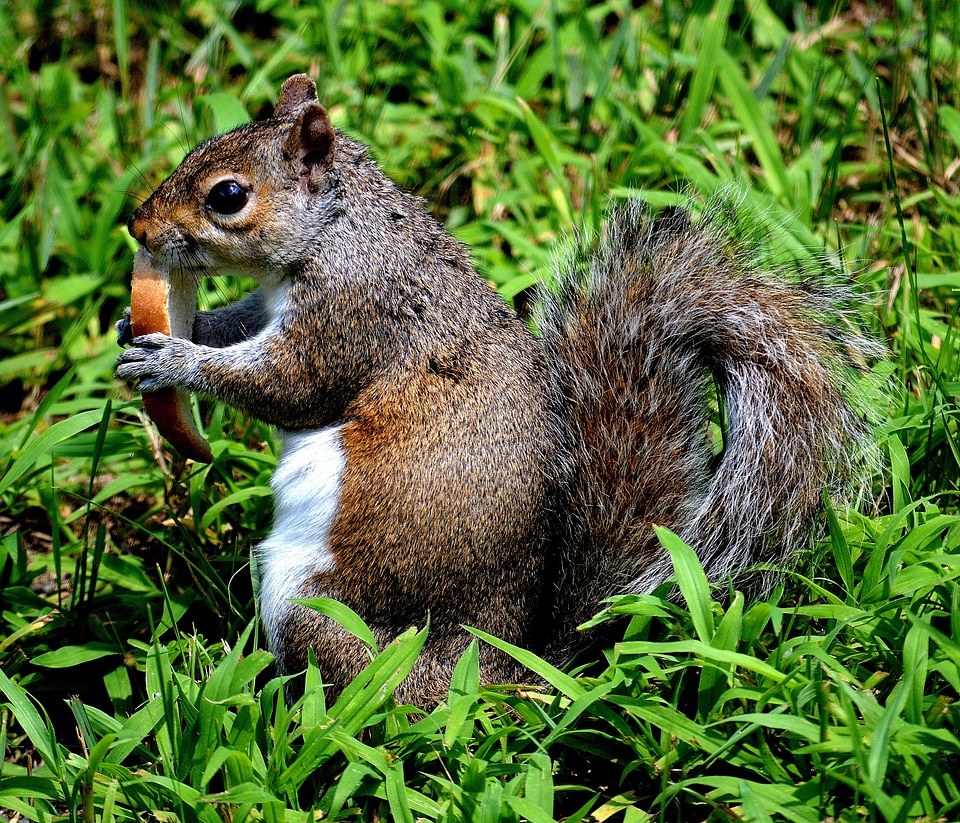 Outside squirrel animal