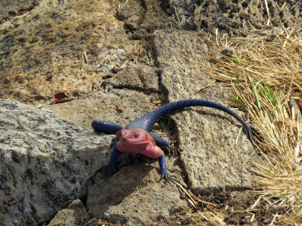 Wild wildlife nature