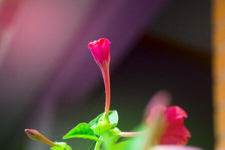 Red blossom floral photo