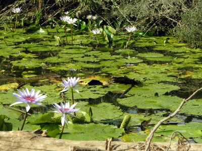 Water bloom beautiful flower