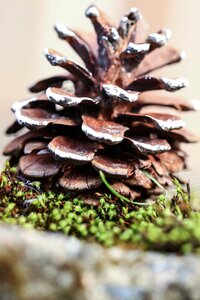Moss macro decoration
