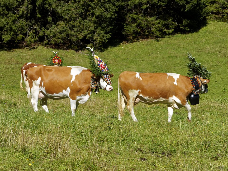 Tradition tirol mountain