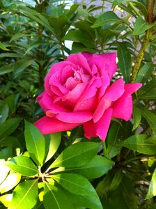 Rose flower
