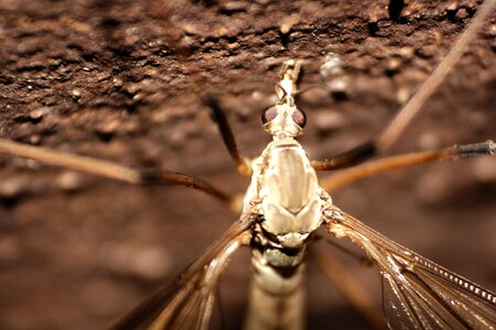 Insect closeup wings