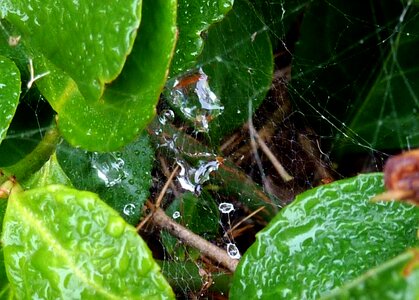 Cobweb dew cobwebs photo
