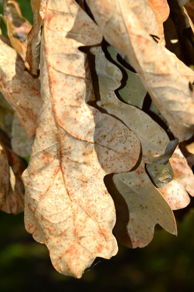 Dry autumn sunny photo