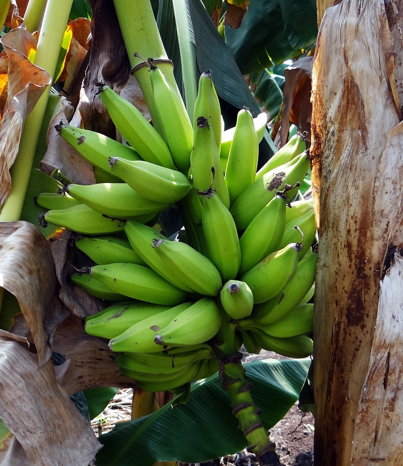 Bunch fruit india