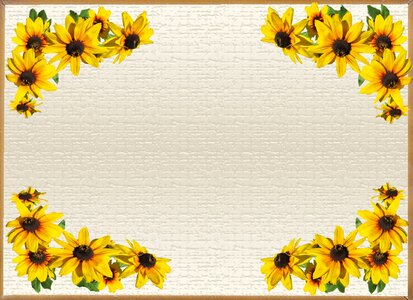 Yellow daisy flowers