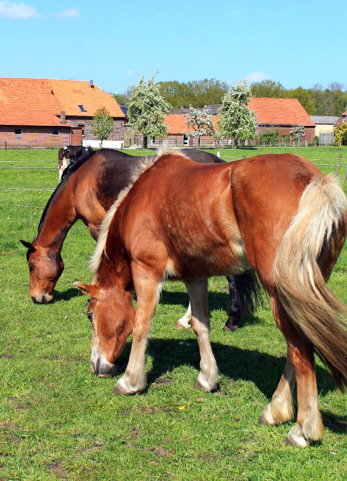 Pasture coupling paddock