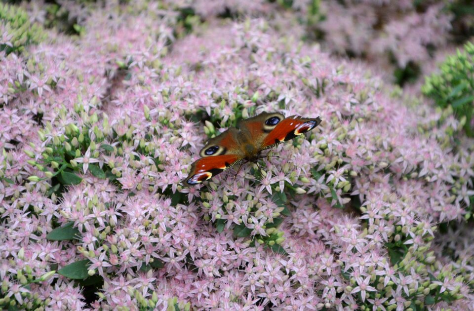 Forage nature garden
