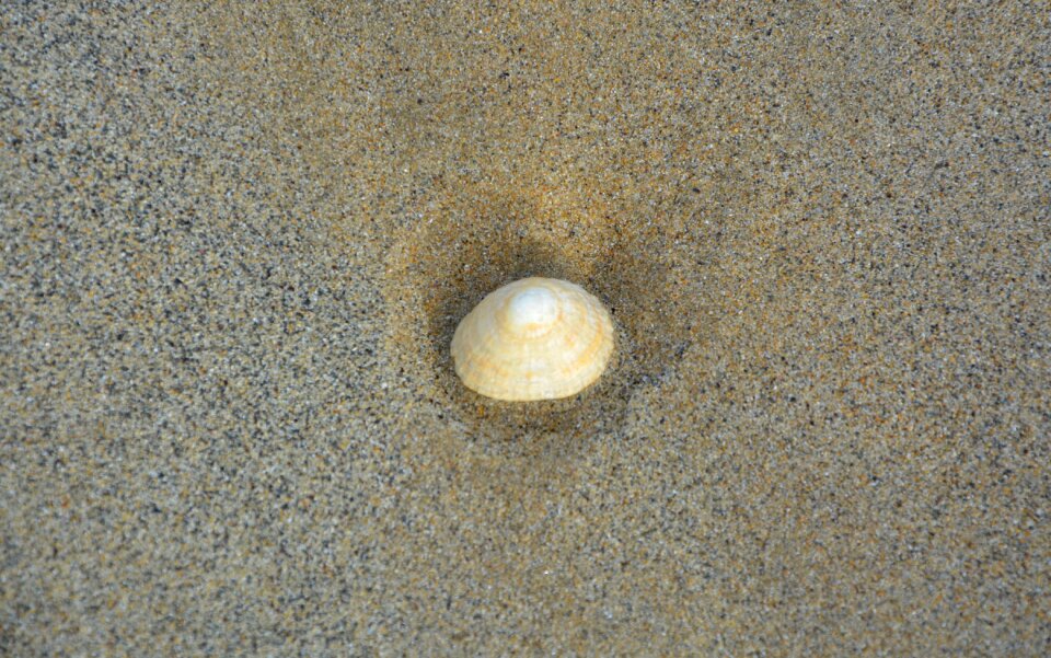 Nature shell sand