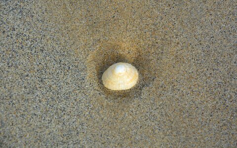 Nature shell sand photo