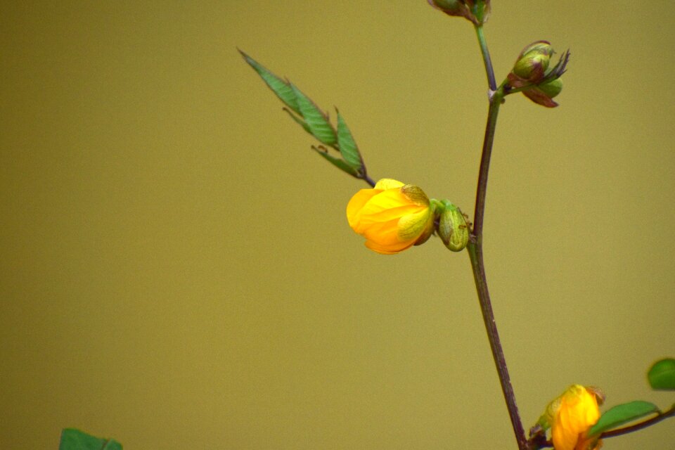 Plant blossom