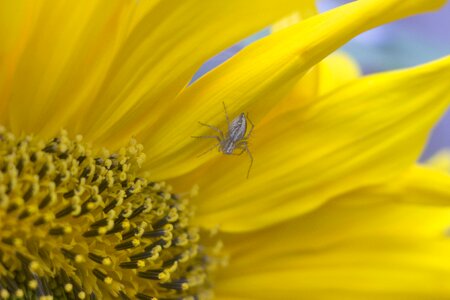 Insect garden sunflower photo