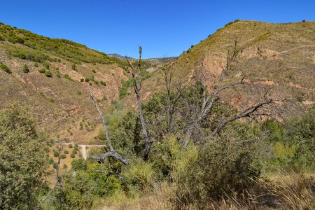 Spain dry tree photo